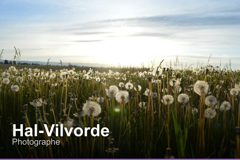 Photographe à Hal-Vilvorde, Belgique - Trouvez un professionnel